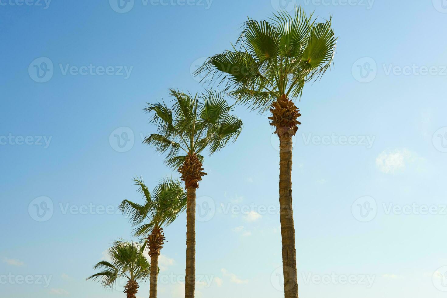 Palm trees against a clear blue sky. photo