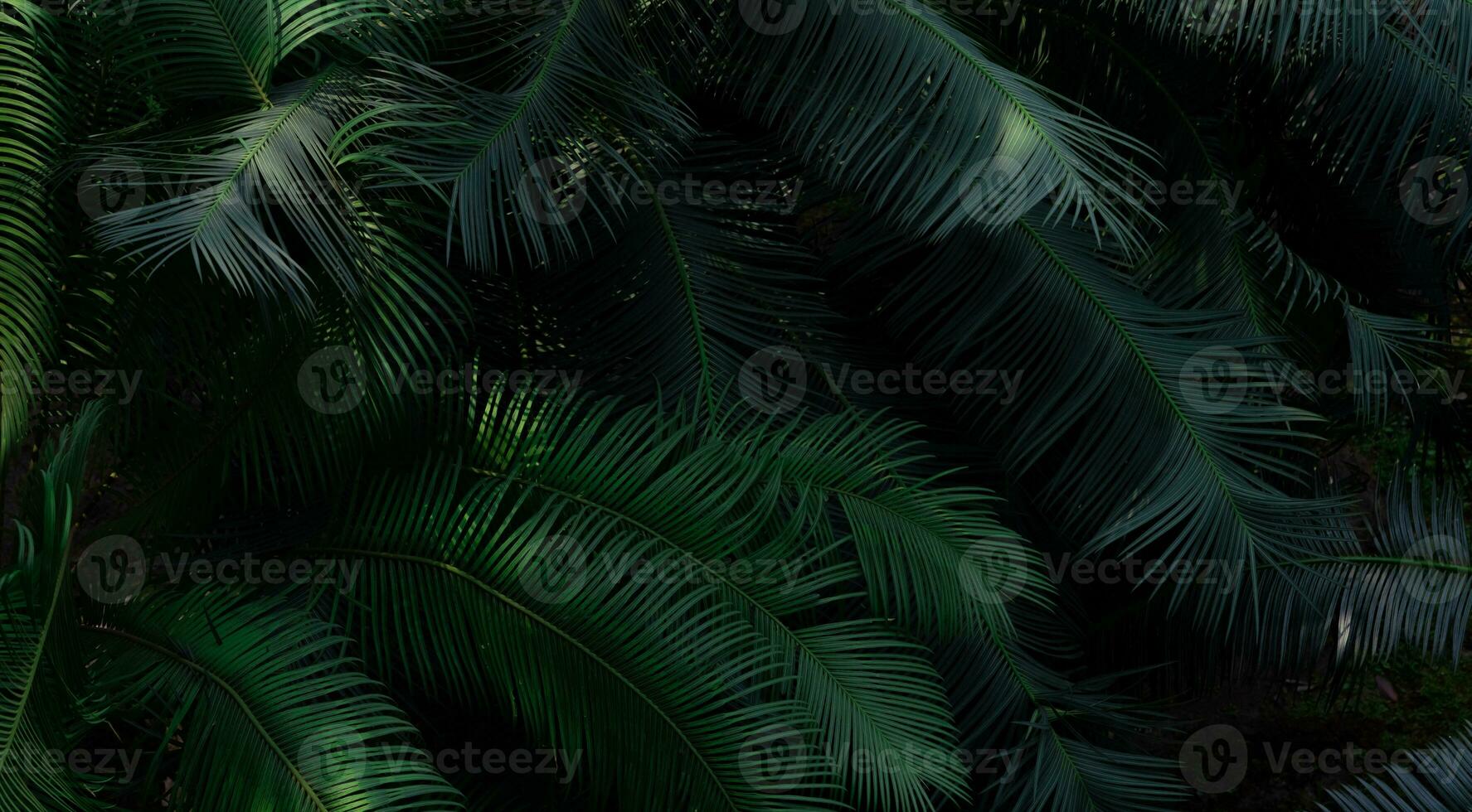 Fern leaves in forest texture background. Dense dark green fern leaves in garden. Nature abstract background. Fern at tropical forest. Beautiful dark green fern leaf texture background with sunlight. photo
