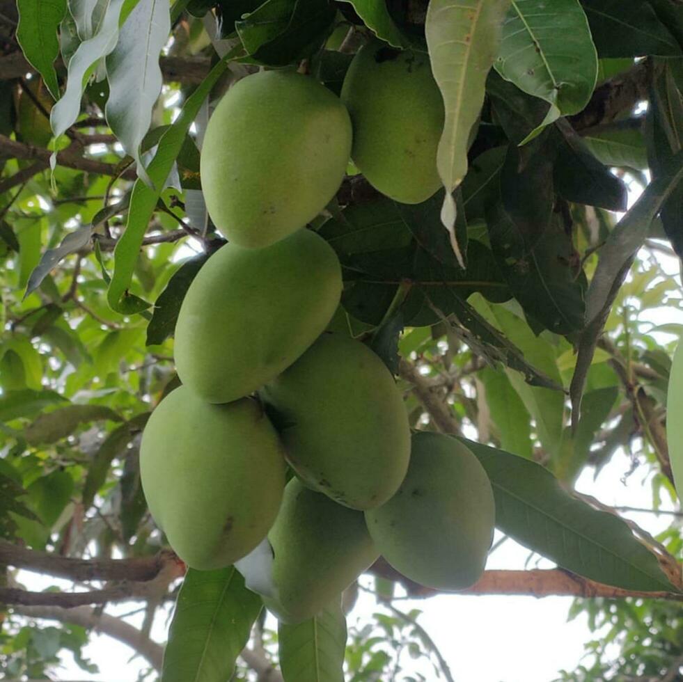 A bunch of mango with blur leaf background. Young mango. Green mango and green leaf with tree background,Group of raw mangoes organic with sour and high vitamin C fruit for health photo