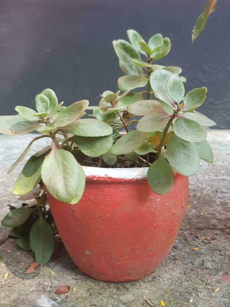 Kalanchoe. Plant. Widow's thrill. Succulent plant ,Kalanchoe fedtschenkoi variegata tricolor lavender scallops ,gray-green to purple leaves ,scalloped is a shrub forming succulent featuring plant. photo