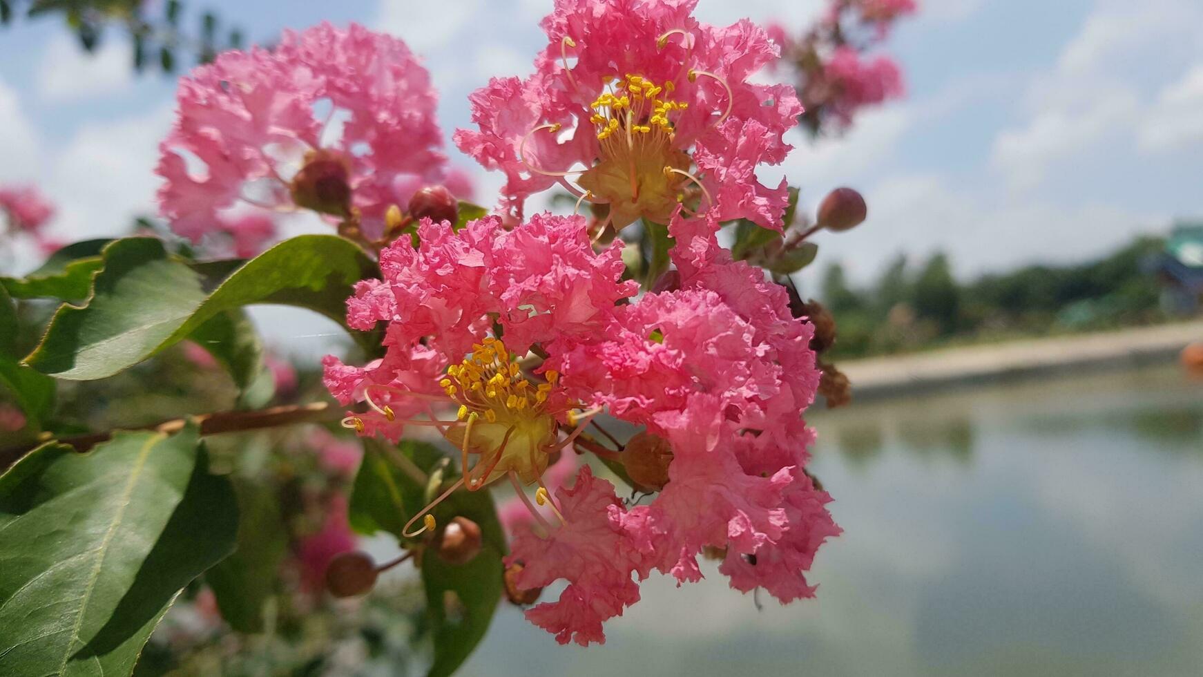 Beautiful pink flowers natural background. Beauty of nature. photo