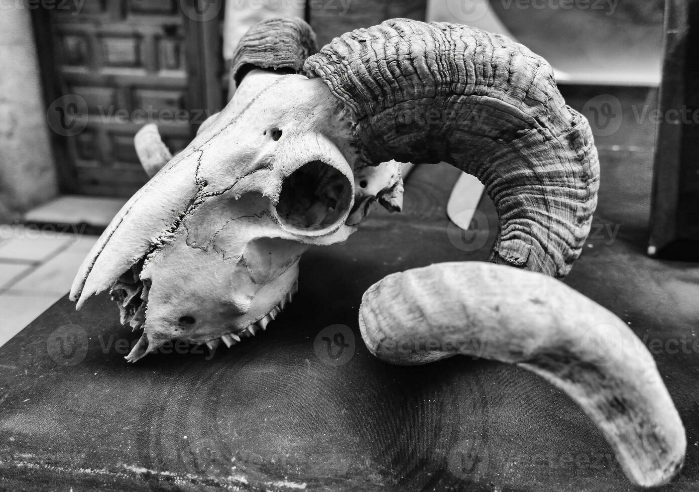 Horned goat skull photo