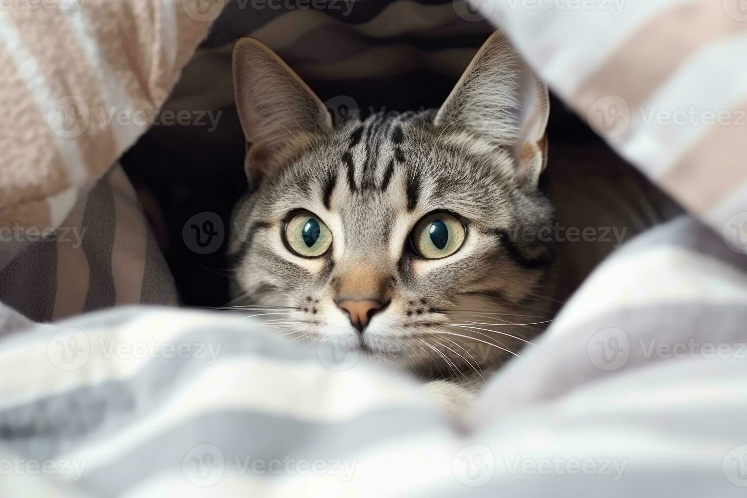 Gray striped cat lying in bed covered with blanket. AI Generated photo