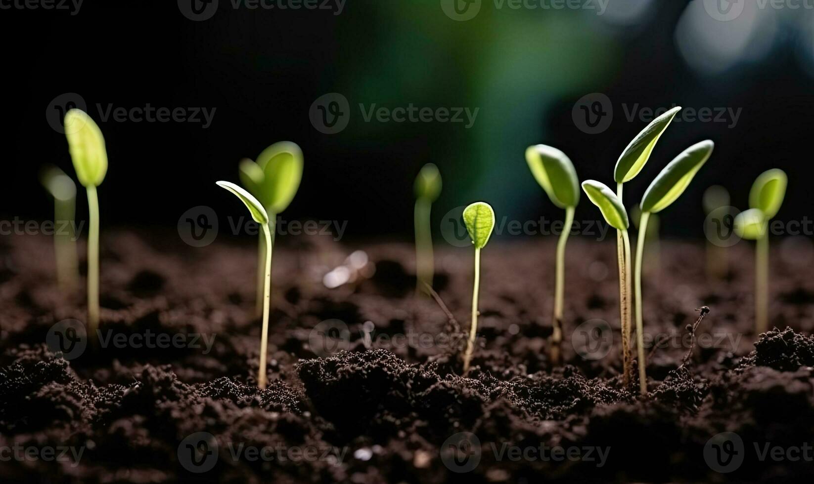 Fresh green seedlings sprouting from the soil Creating using generative AI tools photo