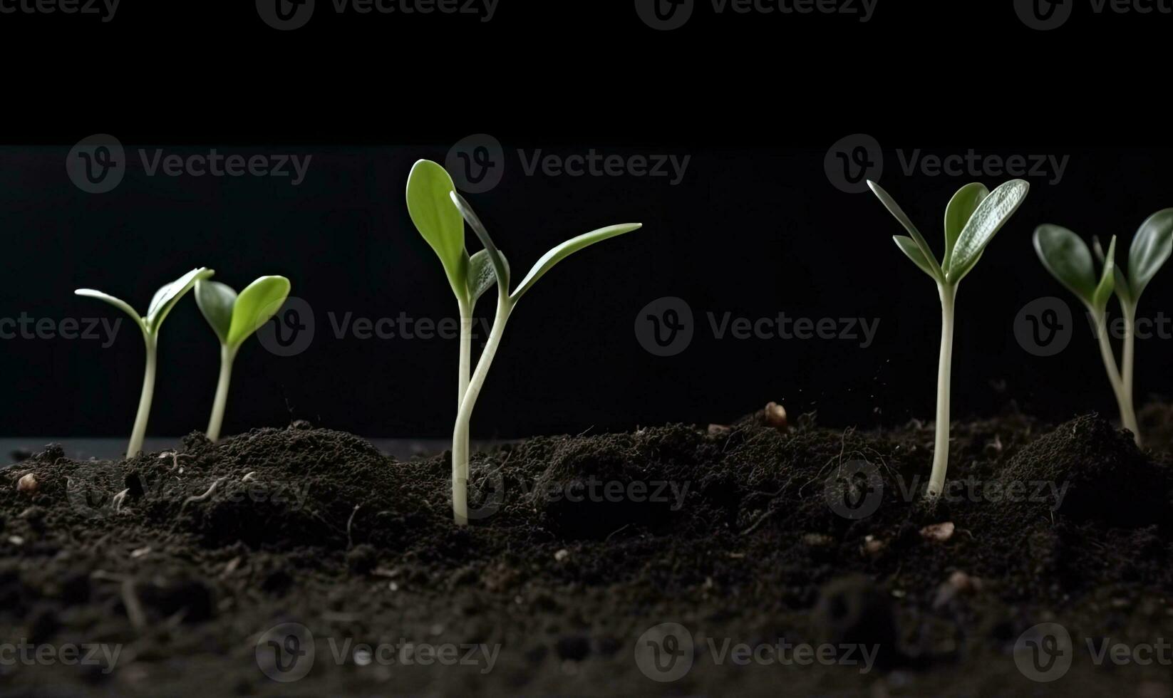 A small but thriving garden of young plant seedlings Creating using generative AI tools photo