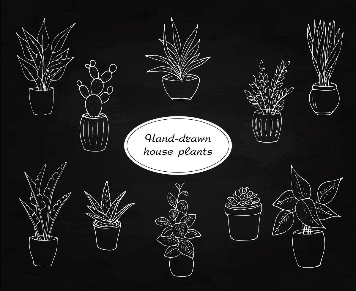 plantas de interior conjunto en el negro pizarra mano dibujado plantas de interior en el maceta. aislado vector ilustración