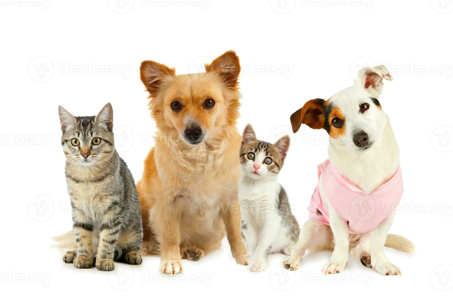 Group of cats and dogs photo