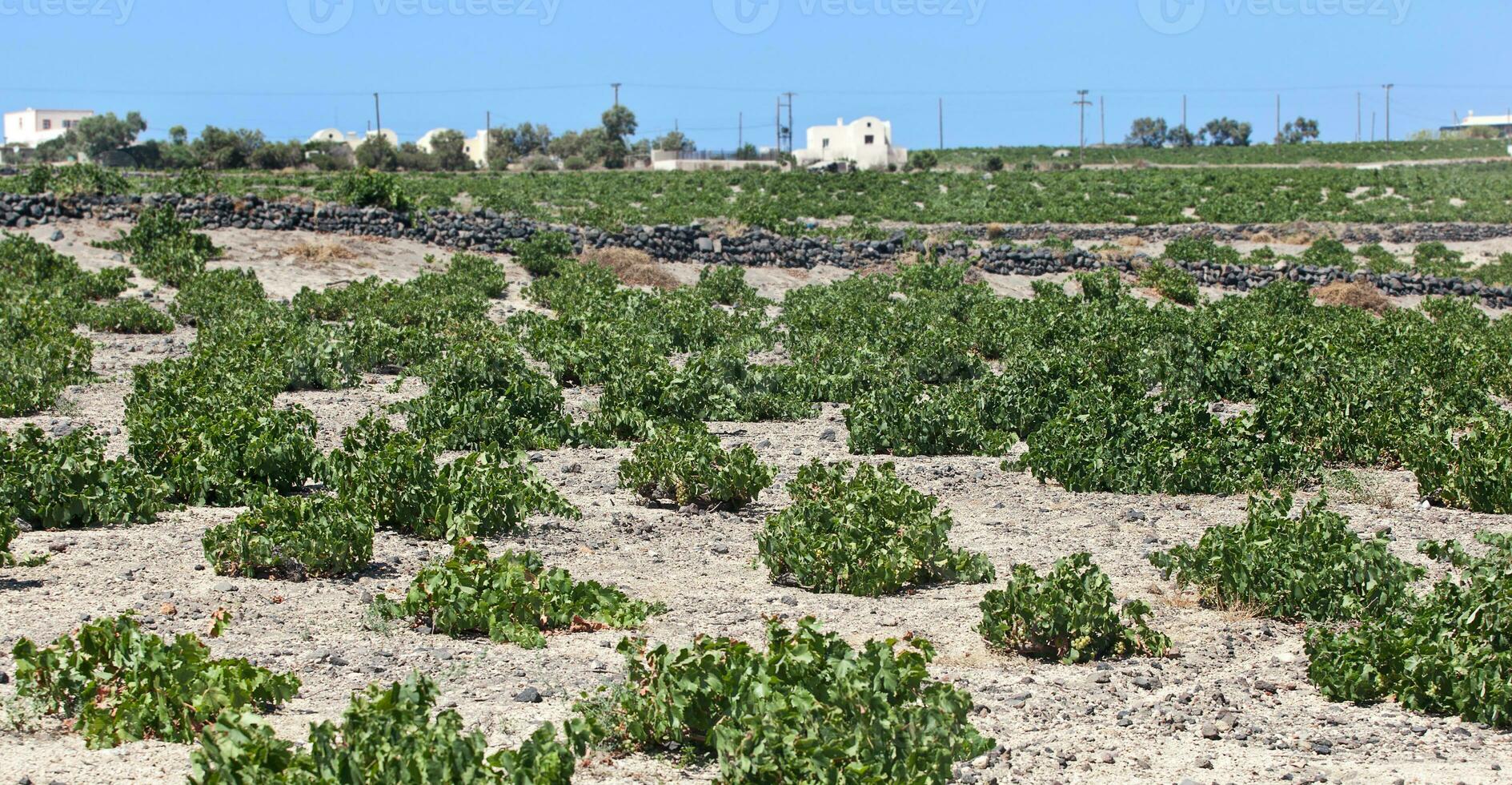 Santorini vineyard in summer photo