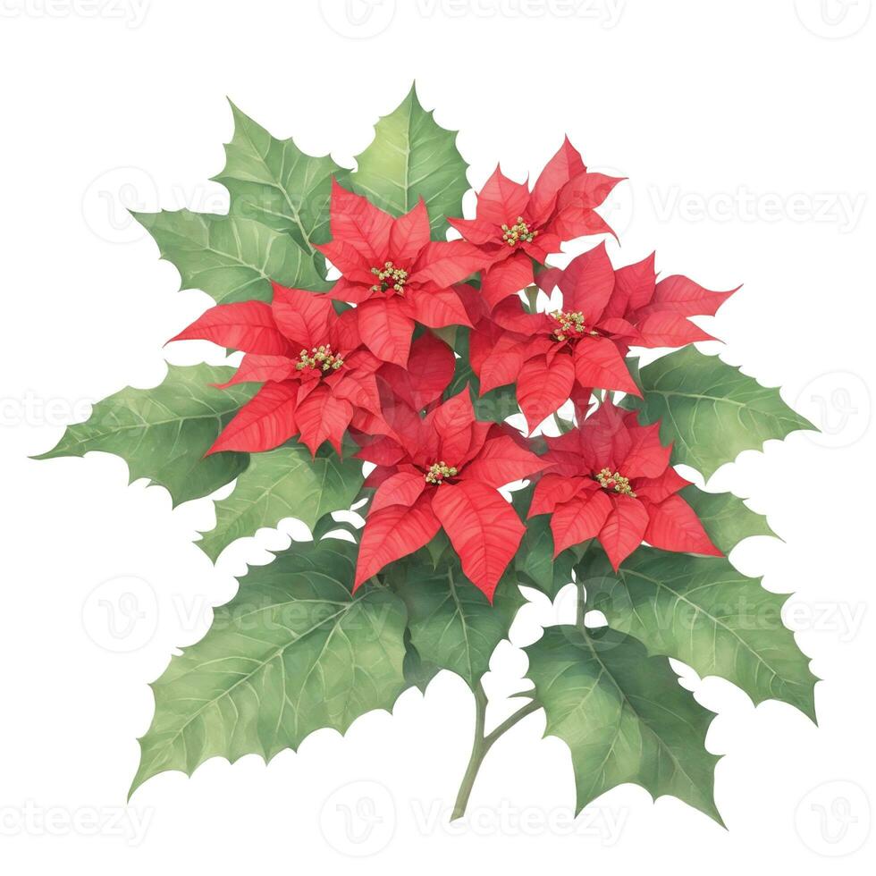 graphic poinsettia with red leaves on white background photo