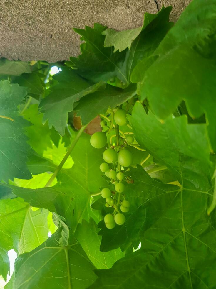 Grapefruit Growing on a Vine photo