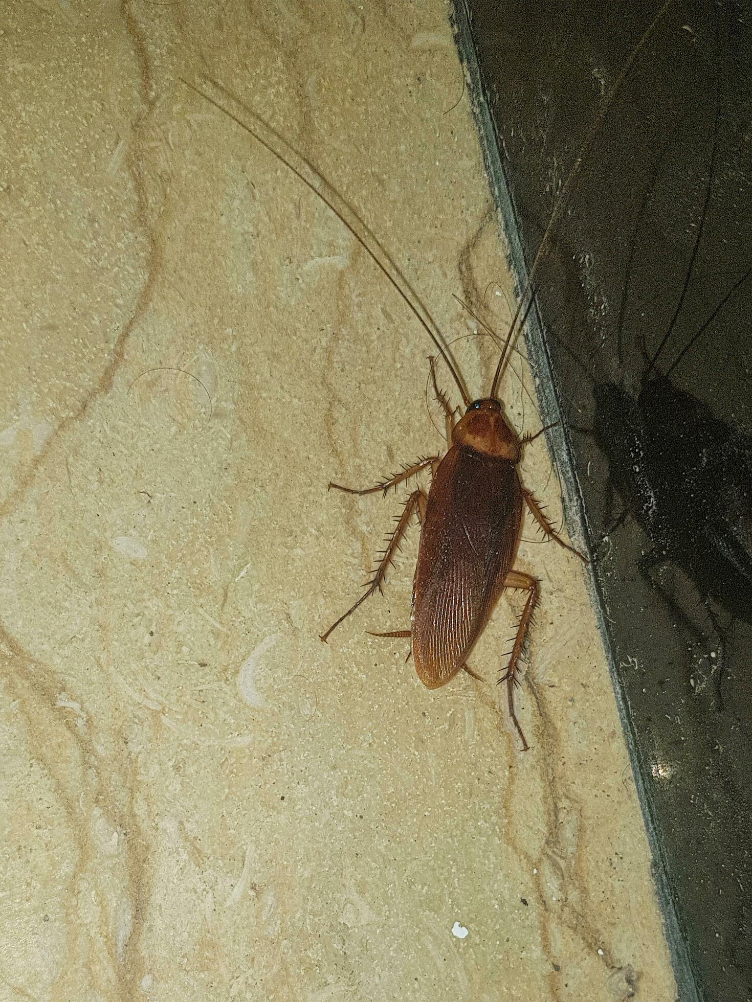 The Disgusting Truth About American Cockroaches 33528101 Stock Photo at  Vecteezy
