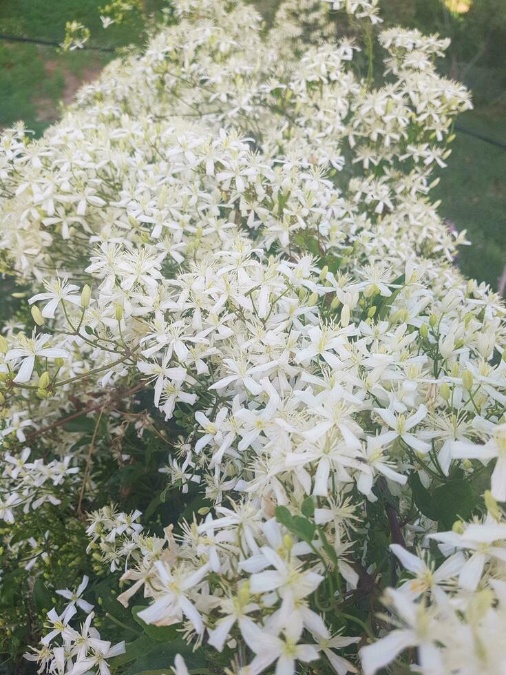 un agraciado vino para ninguna temporada desde primavera a otoño foto