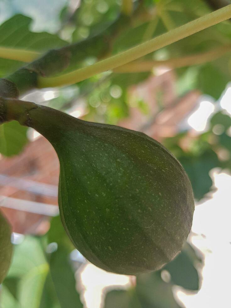 Close Up of a Fig Fruit photo