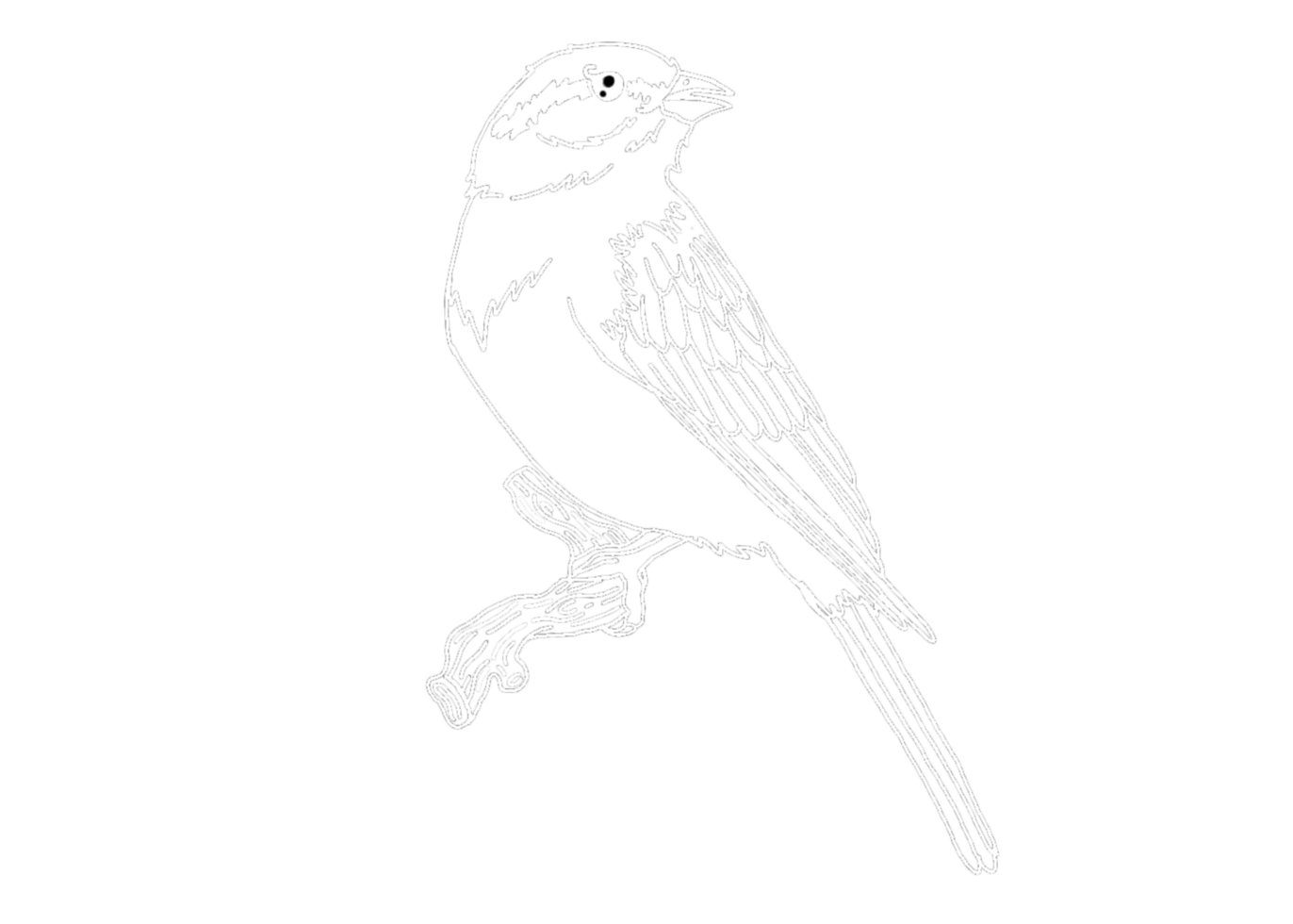 Animal - Sparrow Illustration - White Line Art png