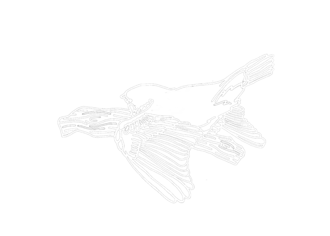 Animal - Sparrow Illustration - White Line Art png