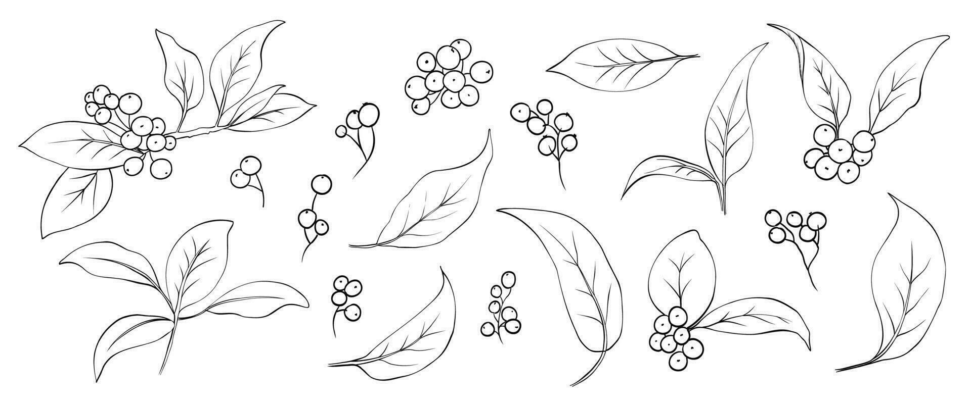 Set of Christmas berries drawn with lines elements vector