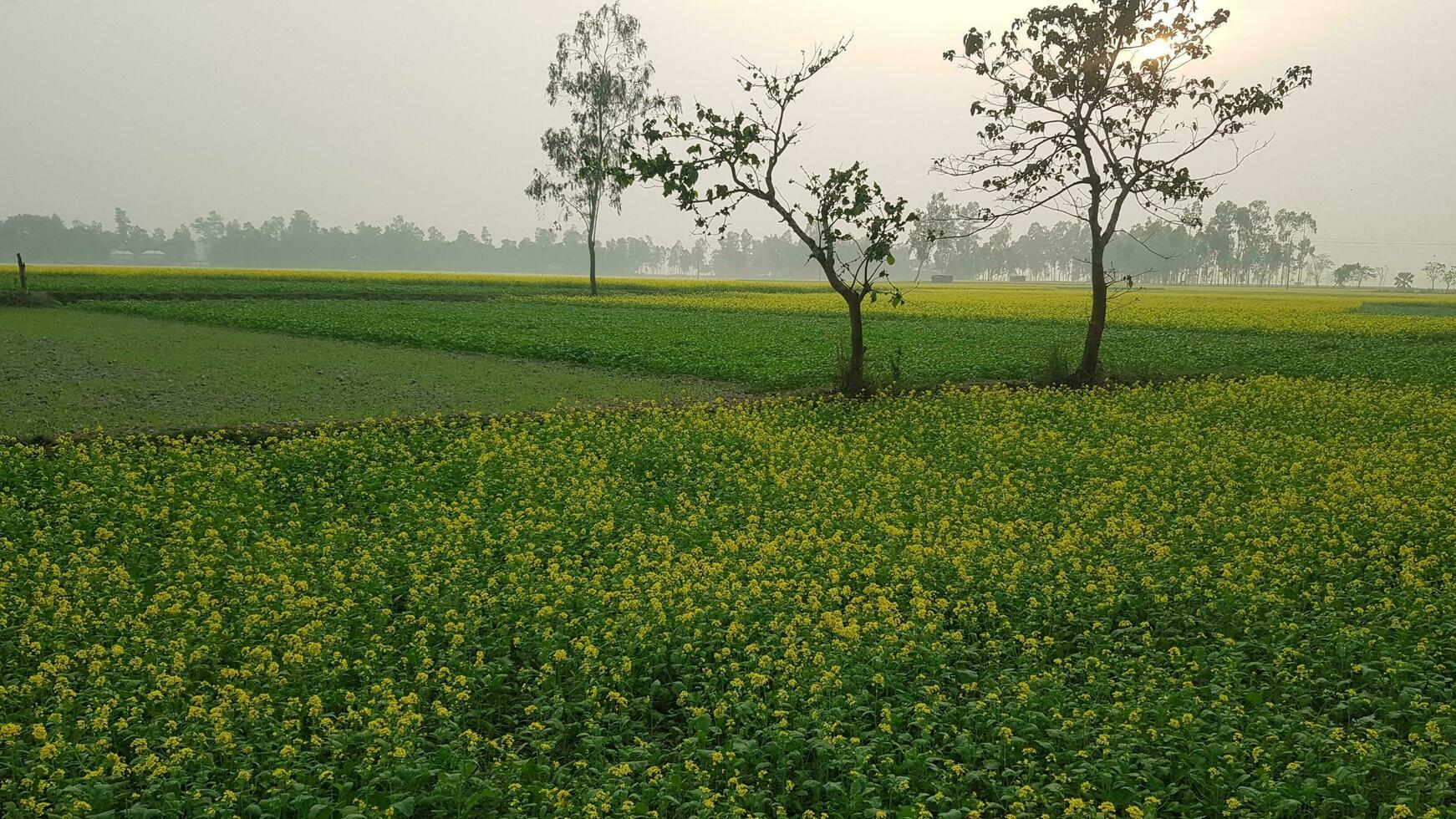 Mustered Flowers. Yellow Followers and Plants. Mustered field. Country view. Natural background of mustered flower field. photo