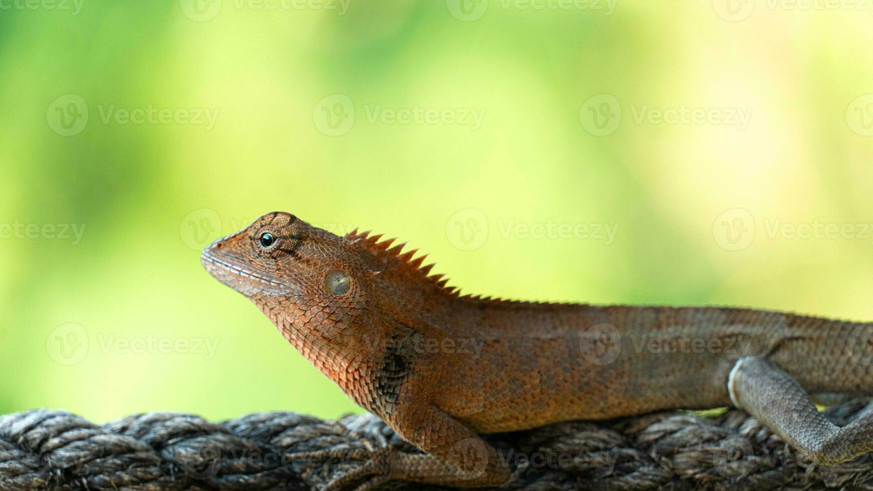 masculino camaleón en el zona tropical. mentira en el cuerda. antecedentes de borroso verde hojas de bosque. foto