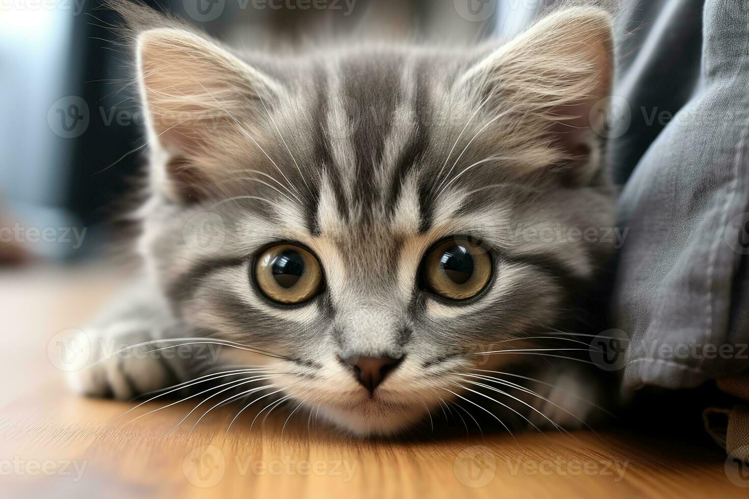 cute kitten in the living room looking at the camera professional advertising photography AI Generative photo