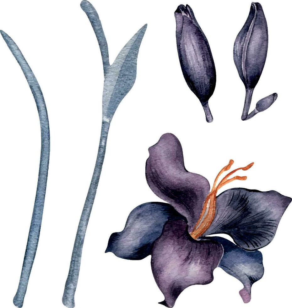 acuarela oscuro púrpura lirio flor conjunto aislado en blanco antecedentes. gótico floral botánico ilustración mano dibujado. gótico oscuro Boda decoración en Clásico estilo. elemento para invitación, fondo vector
