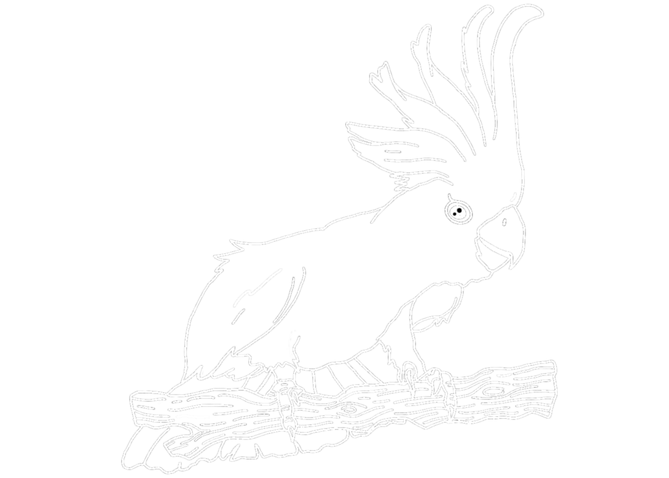 illustration of a Parrot , Cockatoo , Kakatua - white line art png