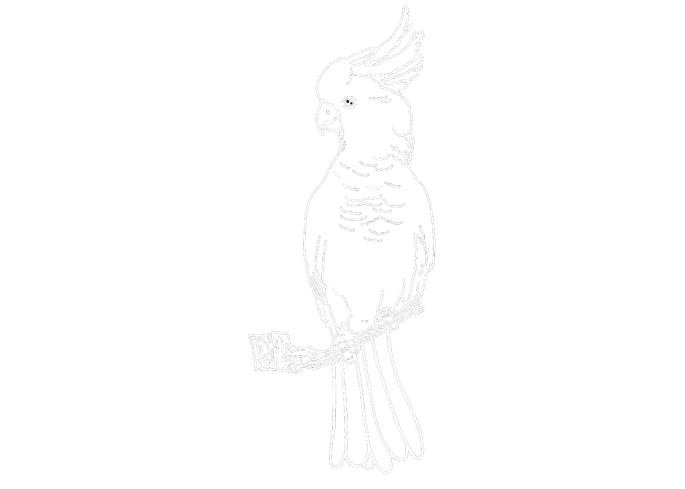illustration of a Parrot , Cockatoo , Kakatua - white line art png