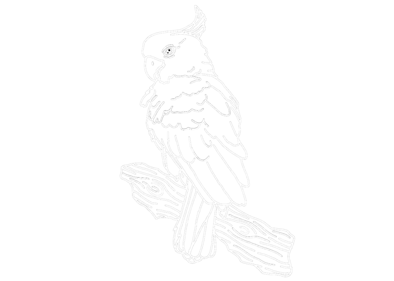 illustration of a Parrot , Cockatoo , Kakatua - white line art png