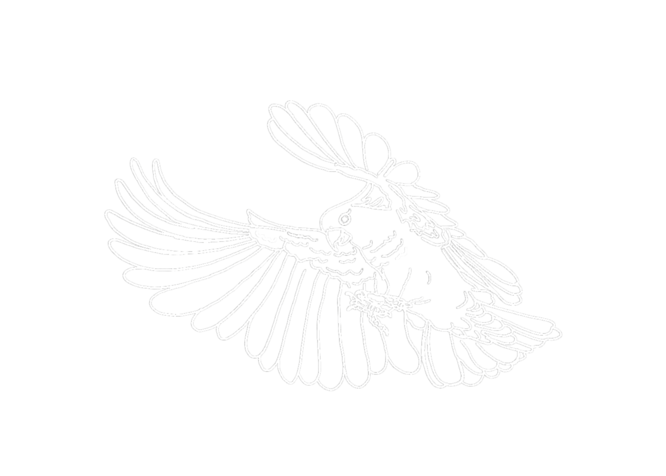 illustration of a Parrot , Cockatoo , Kakatua - white line art png