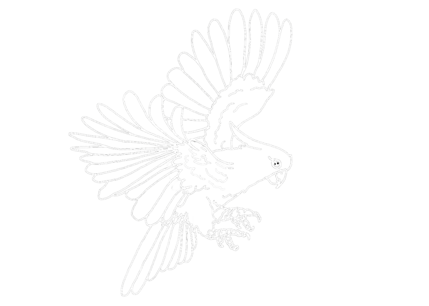 illustration of a Parrot , Cockatoo , Kakatua - white line art png