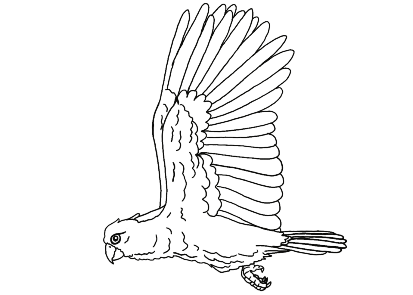 illustration of a Parrot , Cockatoo , Kakatua png