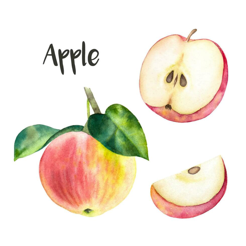 Hand drawn watercolor apples. Red watercolor apples on the branch, a half cut apple and a piece of apple on the white background. vector