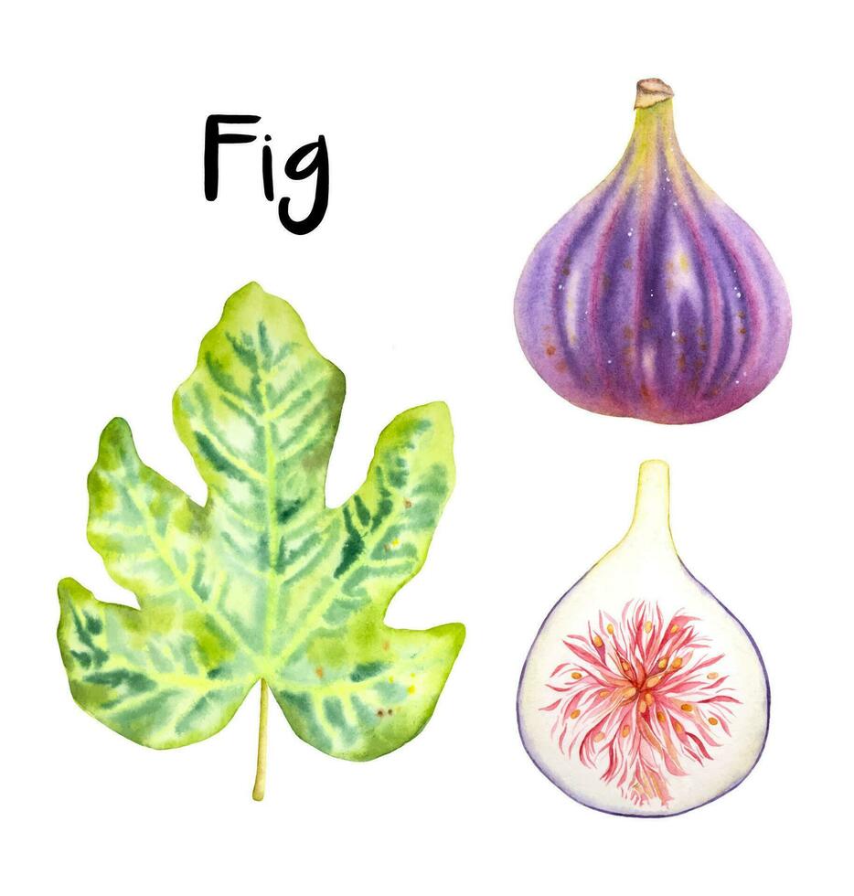 Hand drawn watercolor figs and a fig leaf. Watercolor fig, half cut fig and fig leaf on the white background. vector