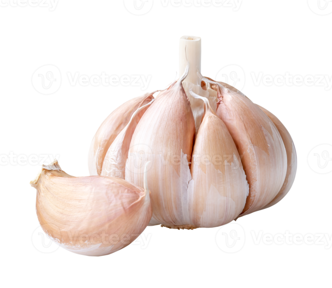 Single fresh white garlic bulb with unpeeled clove isolated with clipping path in png file format