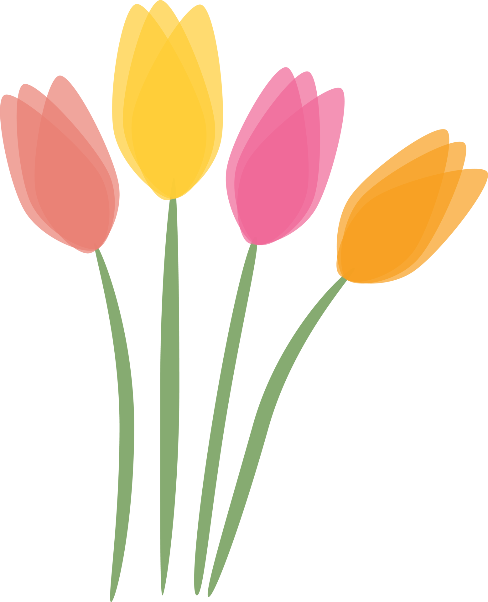 Illustration tulip flowers, Transparent background 33537306 PNG