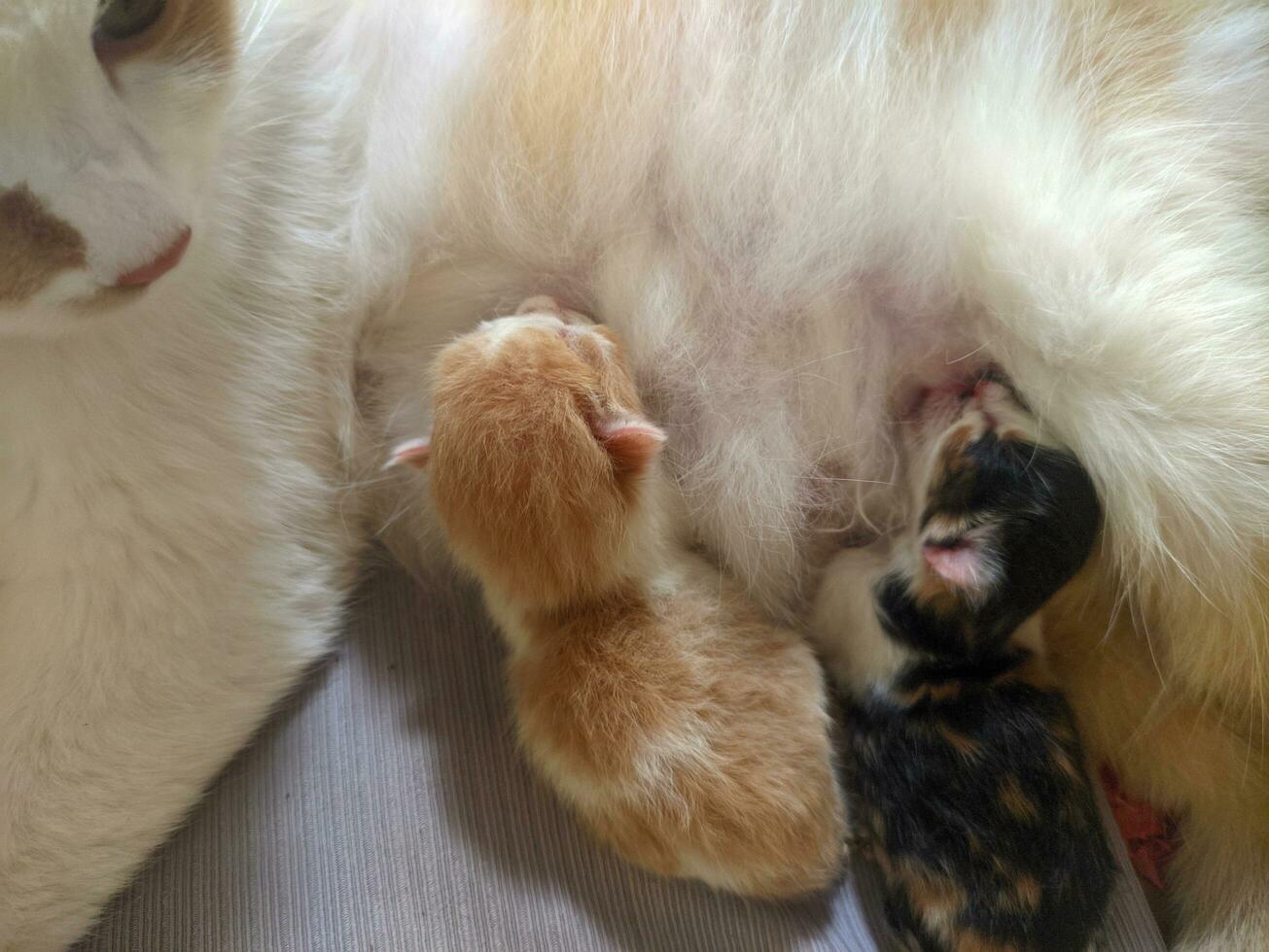 Cat breastfeeding her little kitten photo