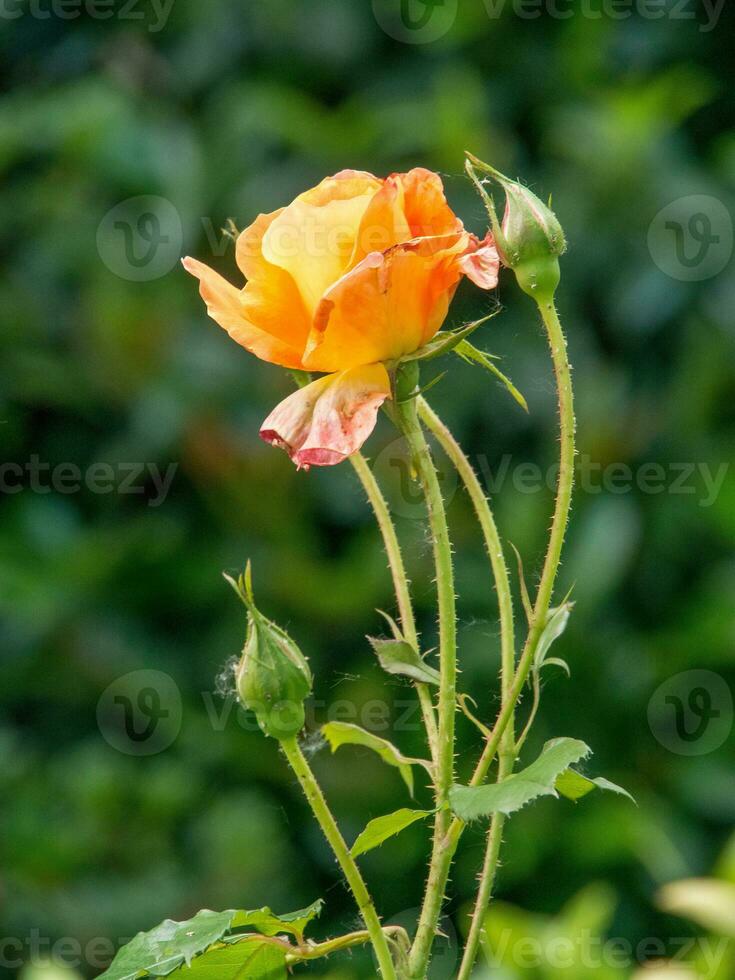 summer time in the garden photo