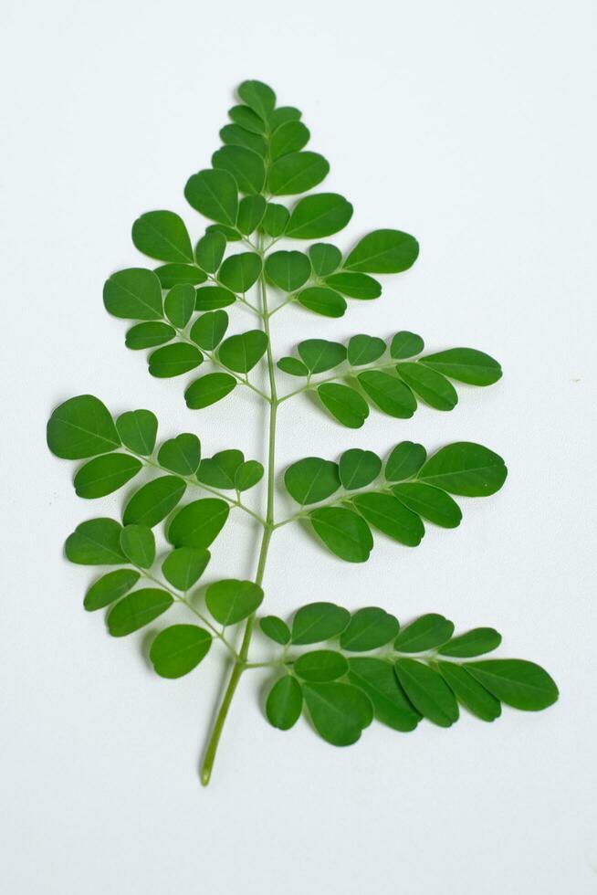 moringa leaves green small daun kelor top view photo