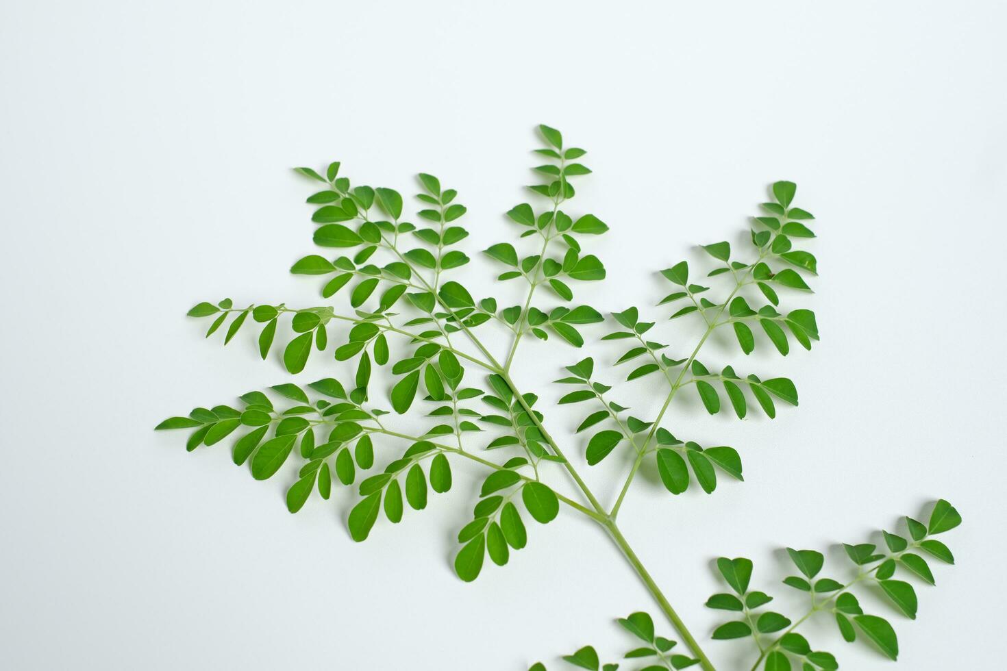 moringa leaves green daun kelor side view photo
