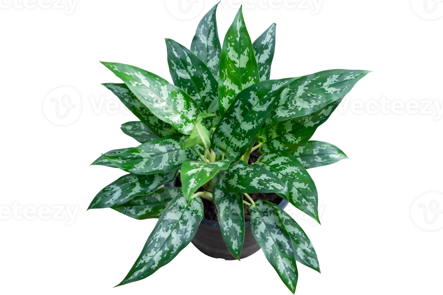 PNG Format of Aglaonema foliage green leaf on black pot,billionaire tree, Spring Snow Chinese Evergreen, Exotic tropical leaf, isolated on transparent background, top view