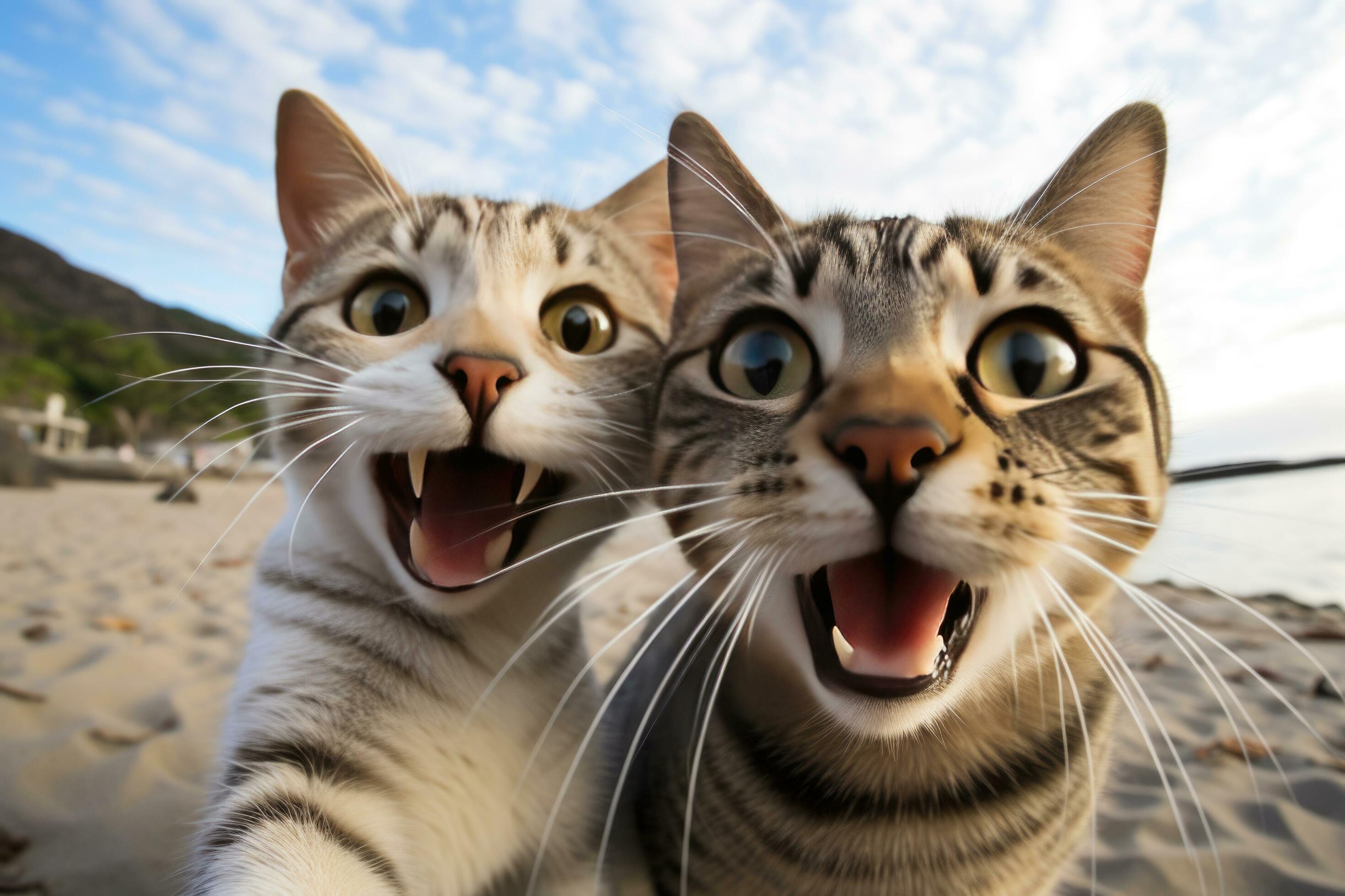 Two funny cats take a selfie on the beach. Humor. Created using