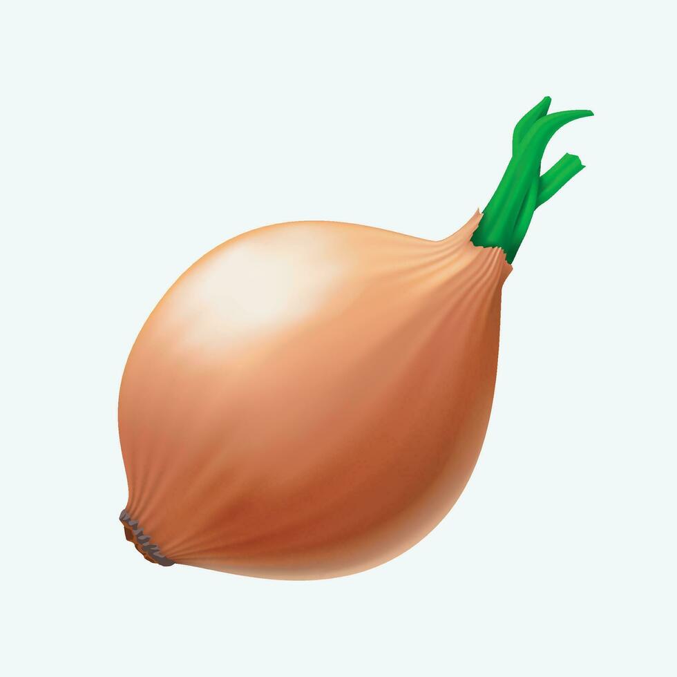 realistic onion 01 vector