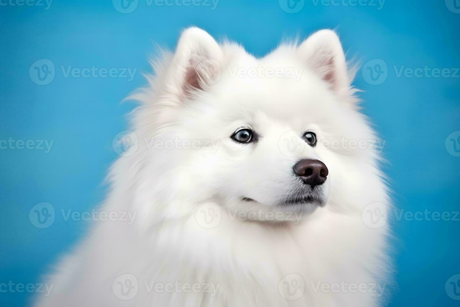 Cute Samoyed dog on blue color background. Neural network AI generated photo