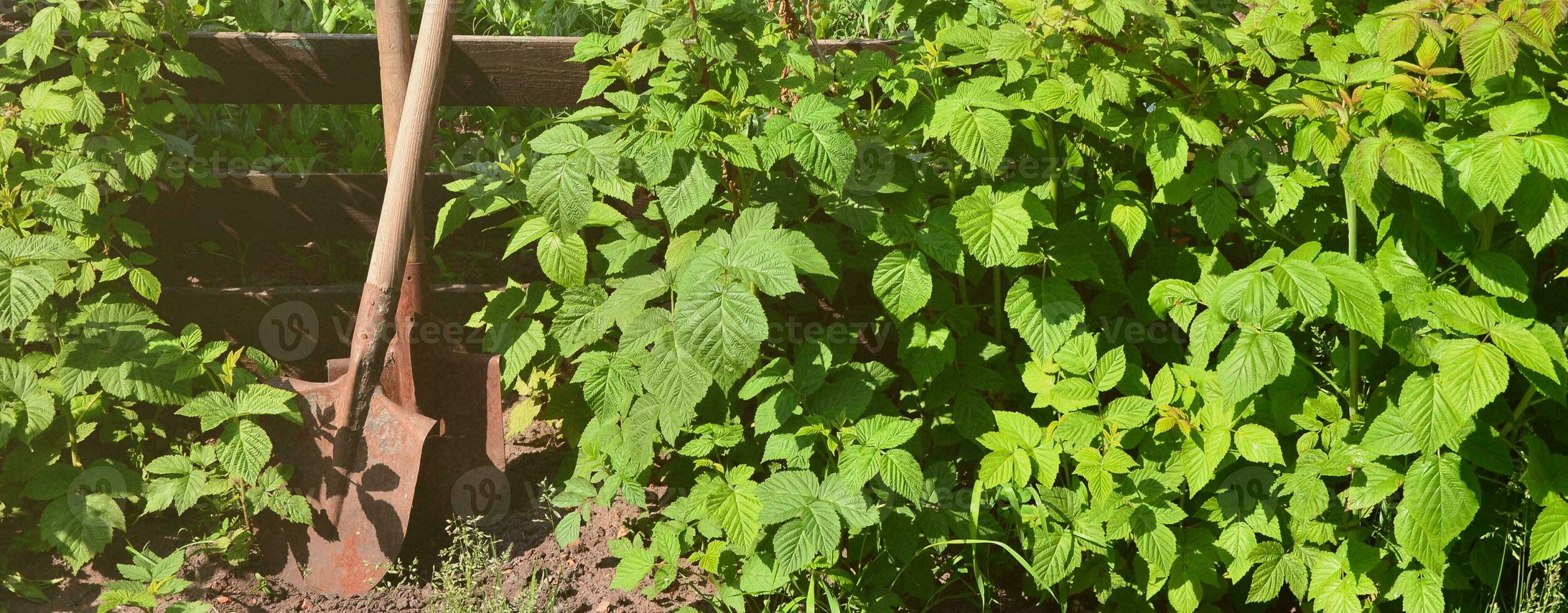 An old rusty shovel near the raspberry bushes, which grow next to the wooden fence of the village garden. Background image associated with seasonal harvests and long-term garden work photo