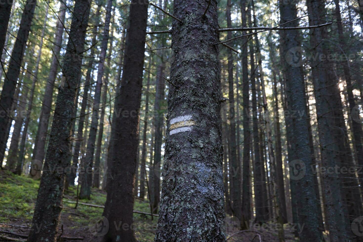 Walking trail background. Yellow and white forest path on brown tree trunk. Guide sign made with paint on hiking trail. Symbol points right way to go photo