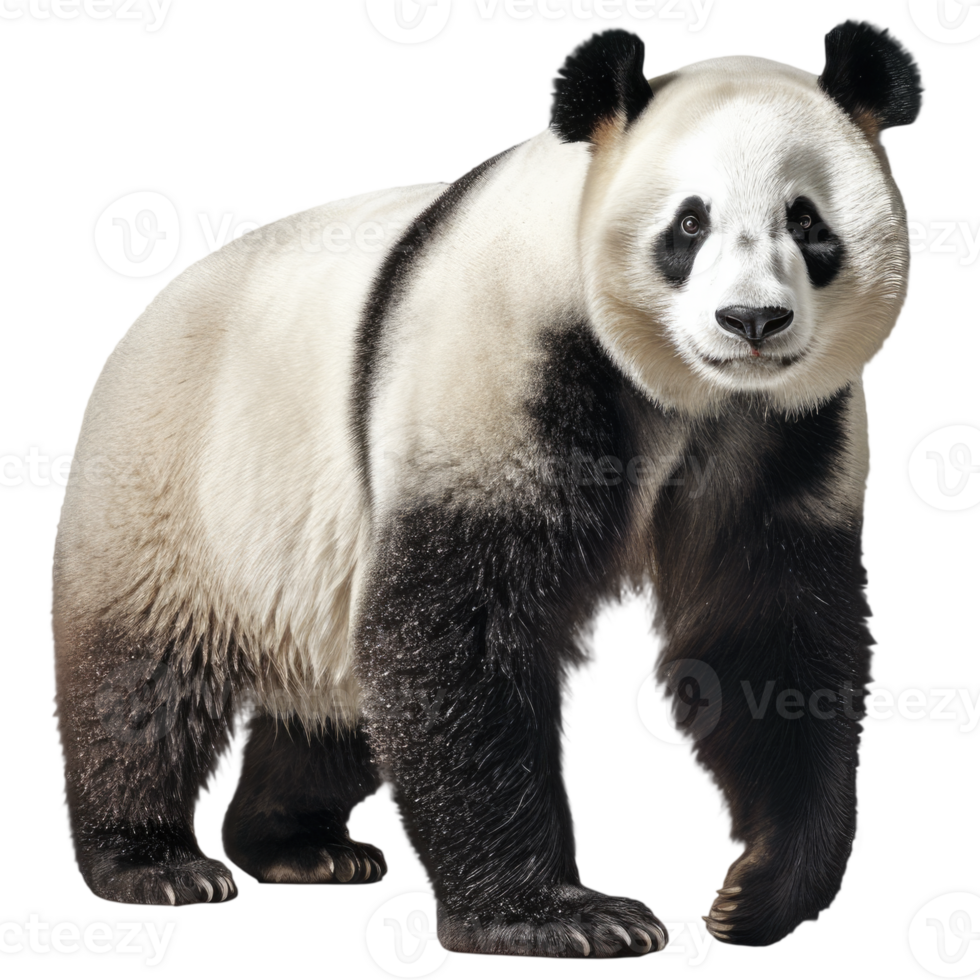 Giant Panda cutout, AI Generative png