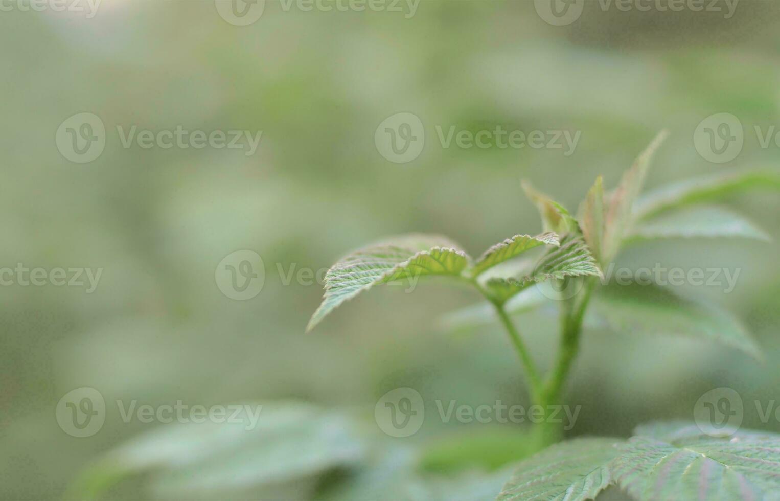 Photo of a few green leaves from a raspberry bush. Growing bush of raspberry. Macro photo with blurred background