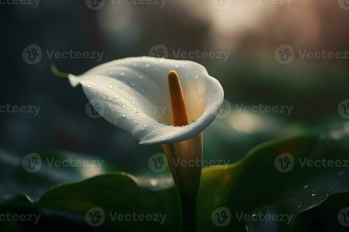 Calla lily flowers in botanical garden. Neural network AI generated photo