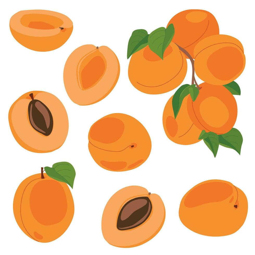 Apricot set. Vector illustration of delicious fruits in cartoon style. Ripe whole fruit and slices isolated on white background. Element for design, logo, packaging of juice or jam.