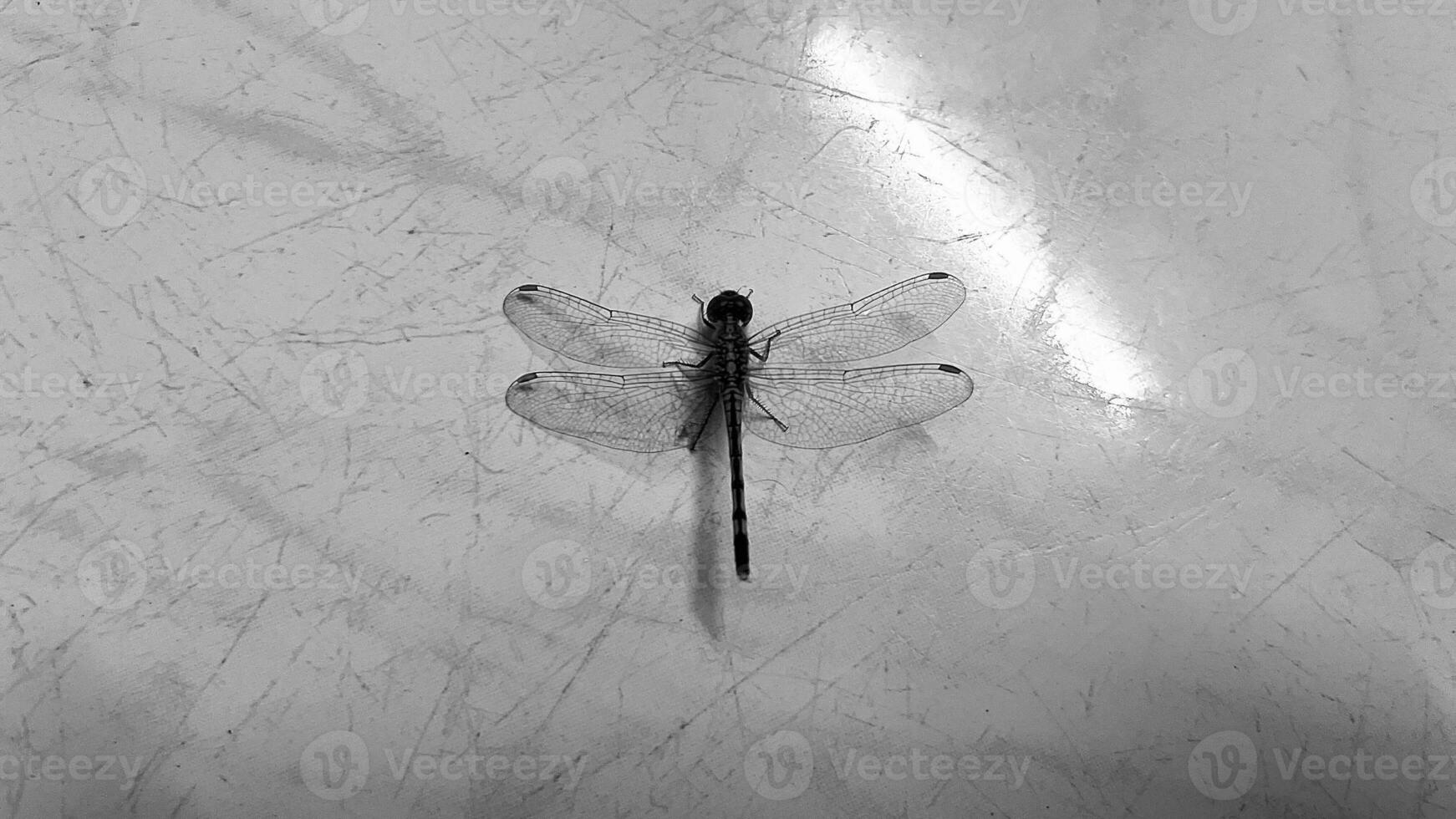 Dragonfly on a white background photo