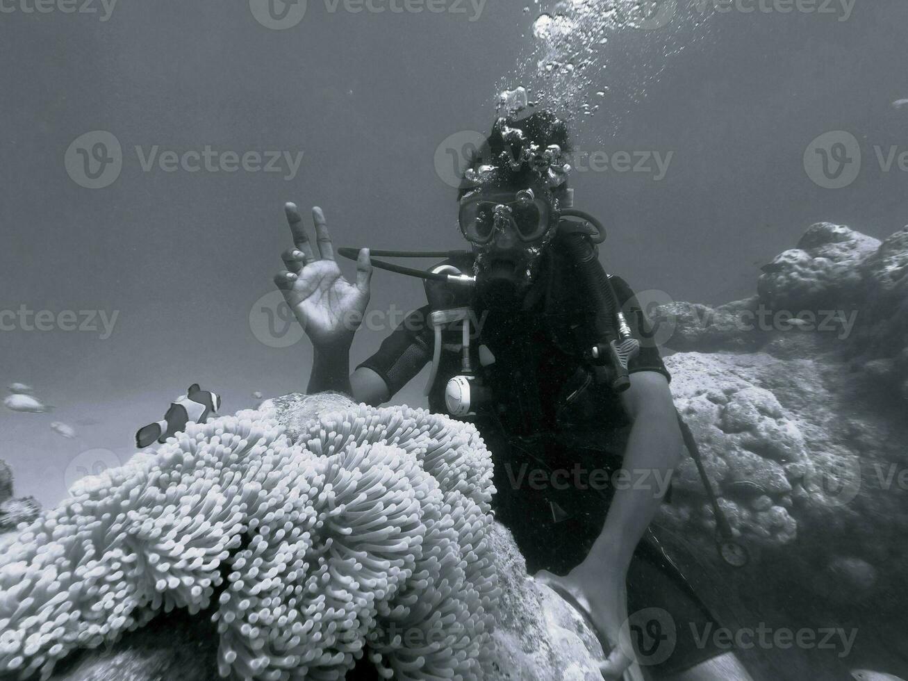 Wondering the fish that built its house on the upper structure of the reef photo